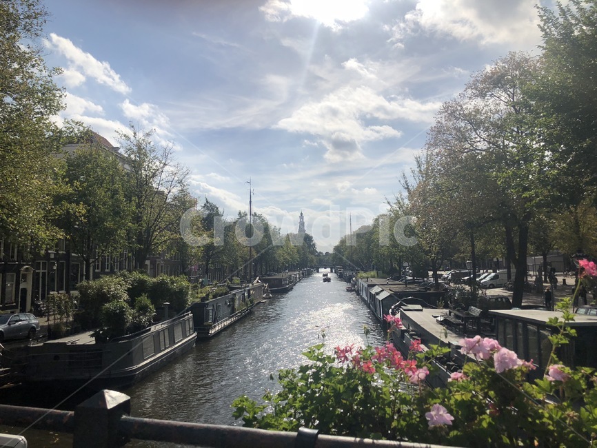 네덜란드,암스테르담,amsterdam,netherlands,netherland,flower,phenomenal,꽃,운하,canal,sunny,화창함,도시,풍경,city,landscape,해외,외국,세계,foreign,oversea,world,세계도시풍경,해외도시풍경,외국도시풍경,world cityscape,plant,식물,tree,나무,outdoors,옥외