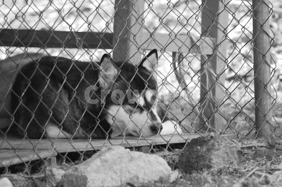개,강아지,철창,사육,시베리안허스키,dog,cage,동물,animal,포유류,mammal,개,강아지,dog,doggy,흑백,모노톤,monochrome,black and white