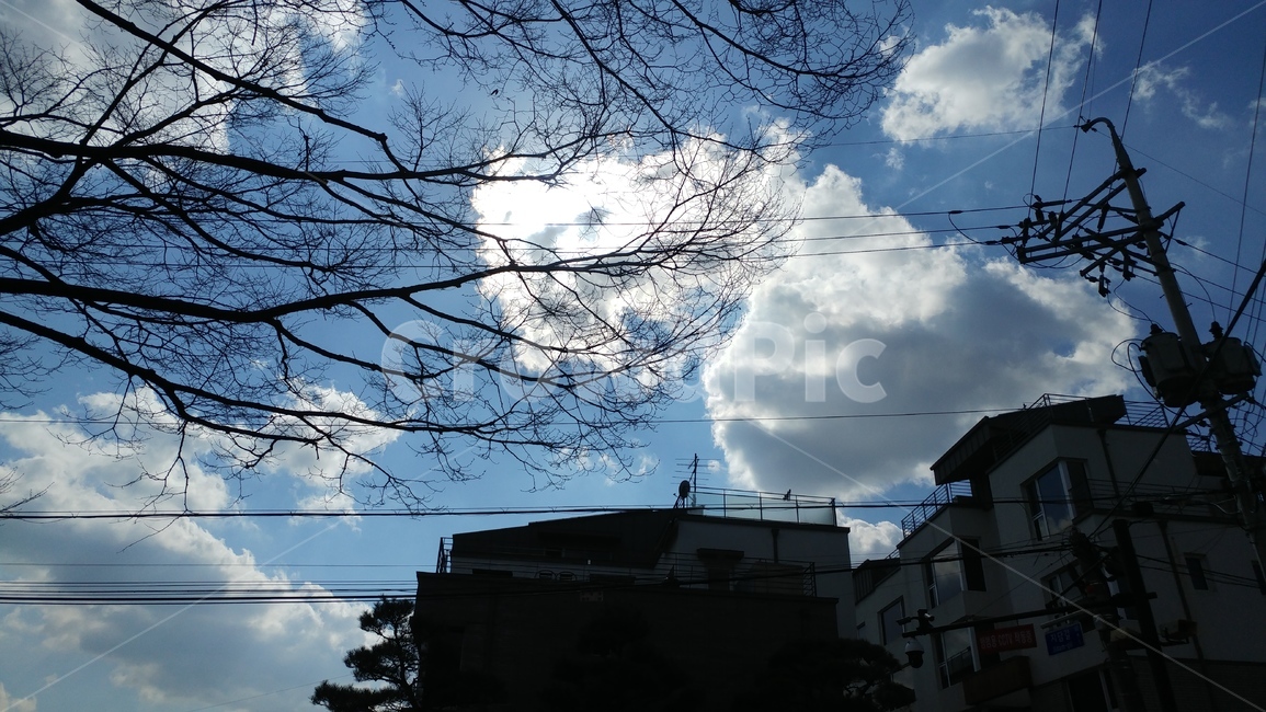 나무,구름이쁜하늘,푸른하늘,좋은날씨,기분좋은,자연,weather,nature
