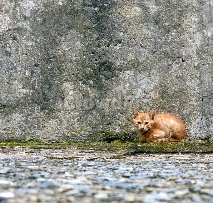 고양이,길고양이,길냥이,cat,집사,담벼락고양이,동물,animal,포유류,mammal,고양이,cat,kitten,kitty