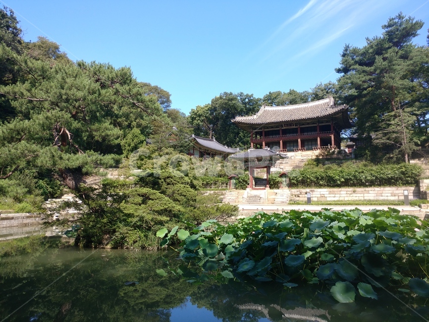 한국정원,정원,비원,창경궁비원,창경궁후원,풍경,궁,architecture,건축물,옥외,outdoors