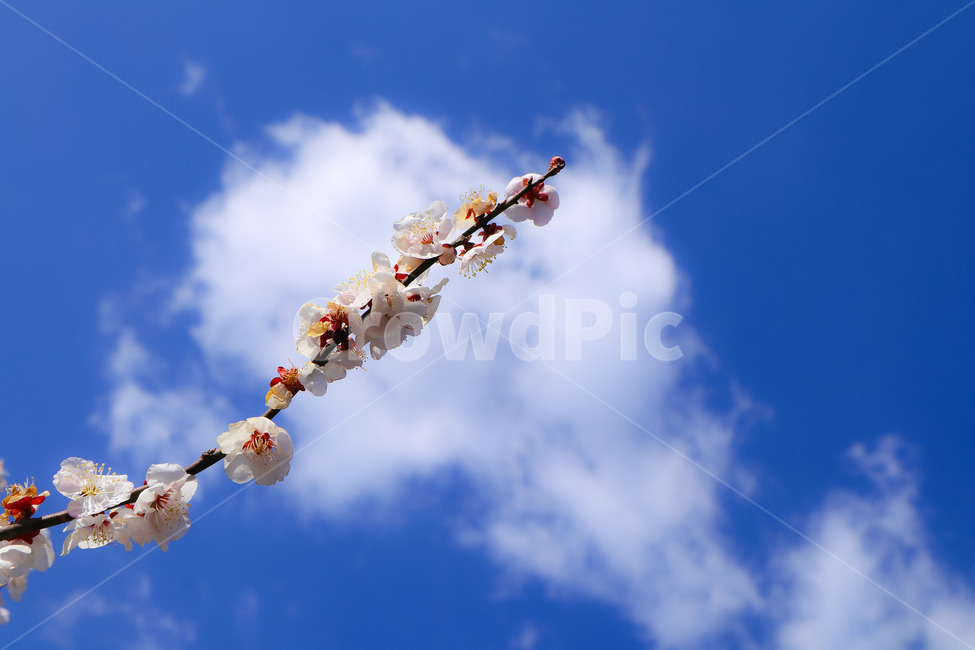 매화,꽃,나무,하늘,구름,봄,계절,spring,season,식물,자연,plants,nature,꽃,flower
