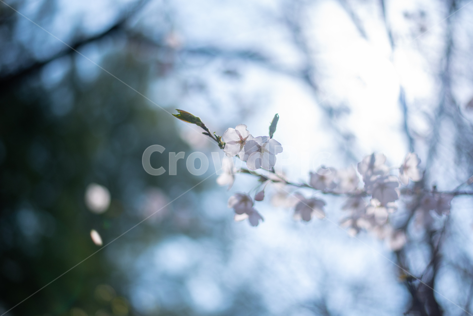 데이트,산책,봄,꽃,벚꽃,식물,자연,plants,nature,꽃,flower