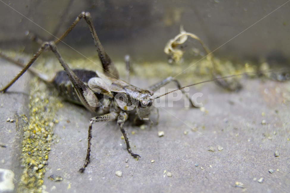 동물,곤충,귀뚜라미,더듬이,풍경,야간,바닥,이끼,벌레,Animals,insects,crickets,antennae,landscapes,nights,floors,moss,bugs,동물,animal,곤충,벌레,insect,bug