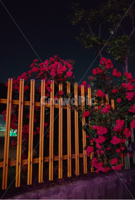 장미,담장,꽃,나무,rose