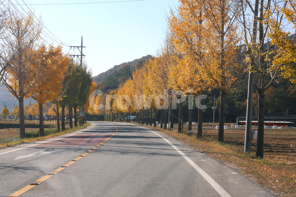 가을길,분위기,단풍,가을,노란,가을,계절,fall,autumn,season,자연,풍경,nature,landscape,road,도로,asphalt,아스팔트,highway,고속도로,freeway,고속 도로