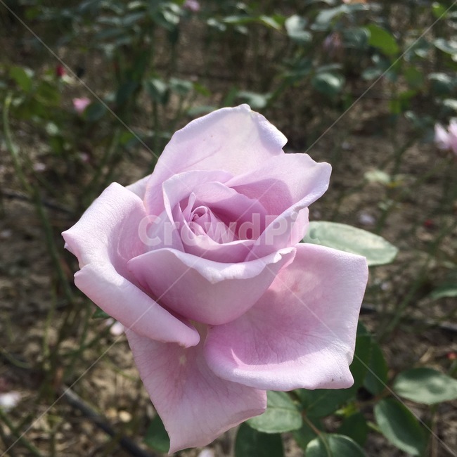 장미,분홍,pink,포항,장미정원,rose,식물,자연,plants,nature,꽃,flower