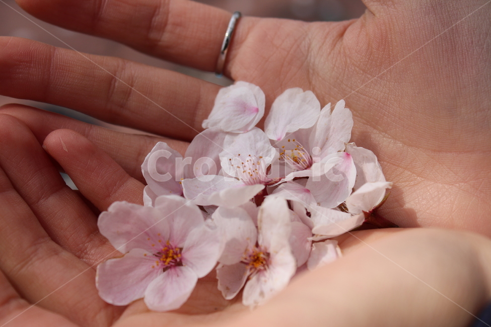 벚꽃,손,꽃잎,꽃,봄,봄,계절,spring,season,꽃,flower,plant,식물