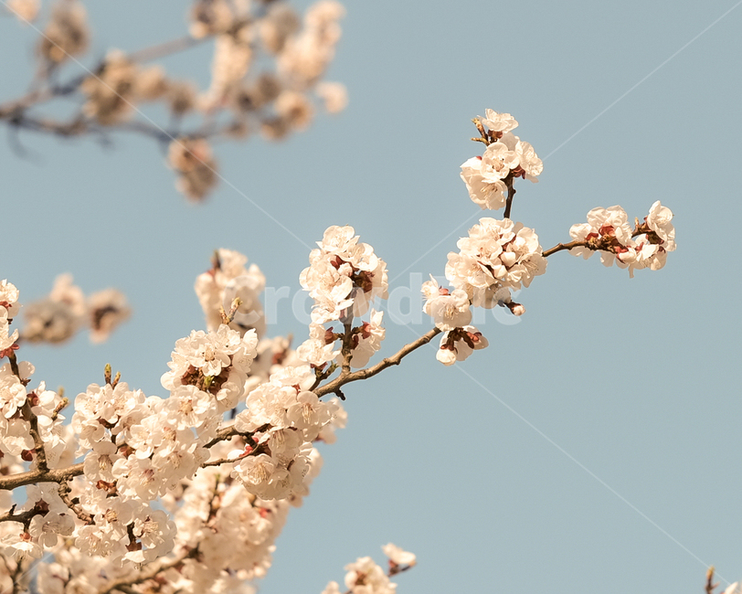 벚꽃,봄,벚꽃축제,조명,힐링,flower,핑크,감성,healing,spring,feeling,sensible,색감