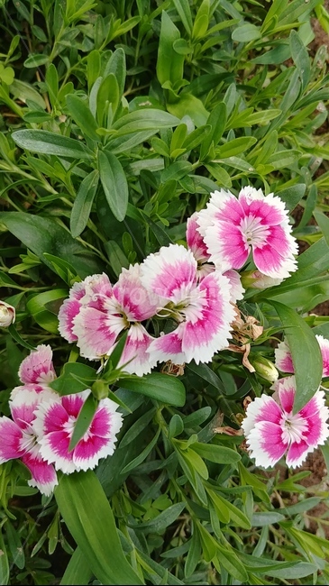 자연,꽃,풍경,감성사진,사물,백일홍
