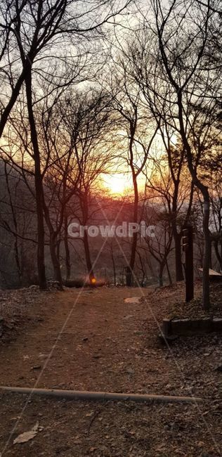 plant,식물,vegetation,초목,nature,자연,woodland,삼림지,tree,나무,grove,작은숲,forest,숲,석양