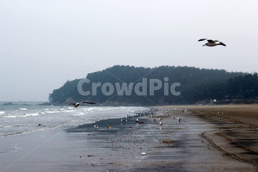 바다,갈매기,하늘,해변,파도,해안,자연,풍경,nature,landscape,해변,바다,beach,sea,동물,animal,조류,새,birds,bird