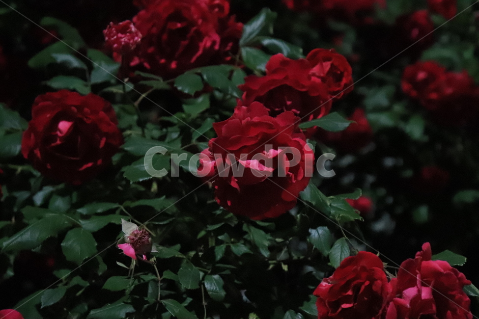 장미,꽃,밤,식물,자연,flower,감성