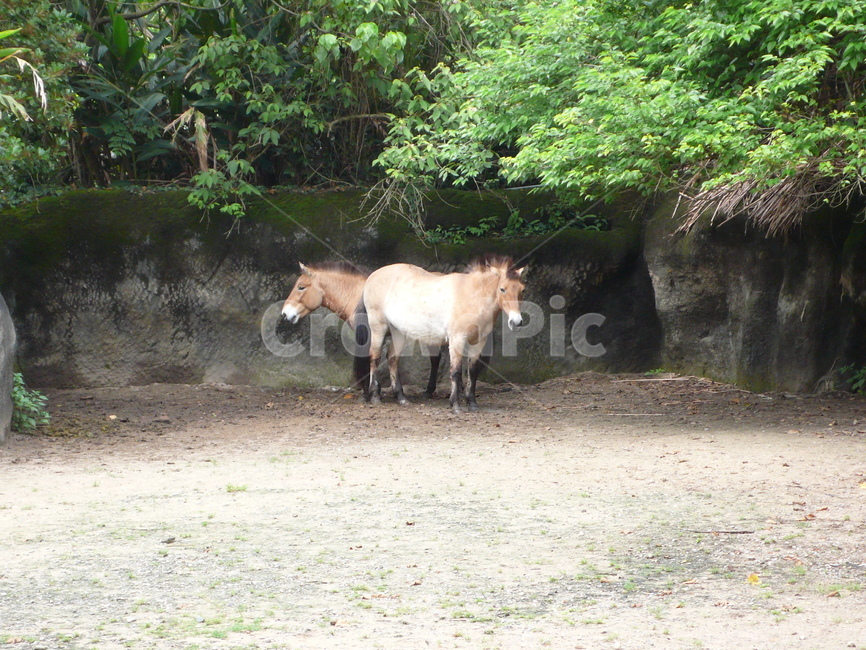 말,동물원,zoo,조랑말,자연