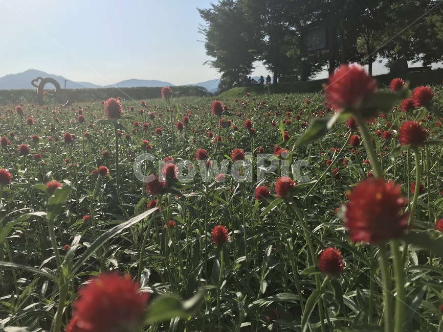 plant,nature,자연,grassland,목초지,outdoors,옥외,field,들,식물,꽃