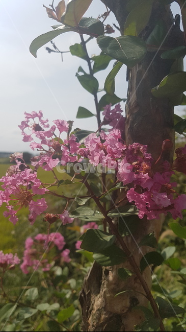여름,여름풍경,여름꽃,꽃,시골풍경,야생화,풀,여름배경
