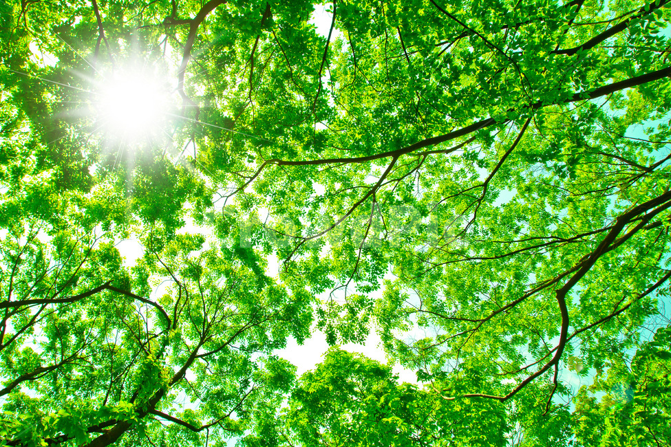 flare,green,tree,low angle,leaf,branch,sun,summer,fresh green,spring,sunlight,light,plant,sight,Freshness
