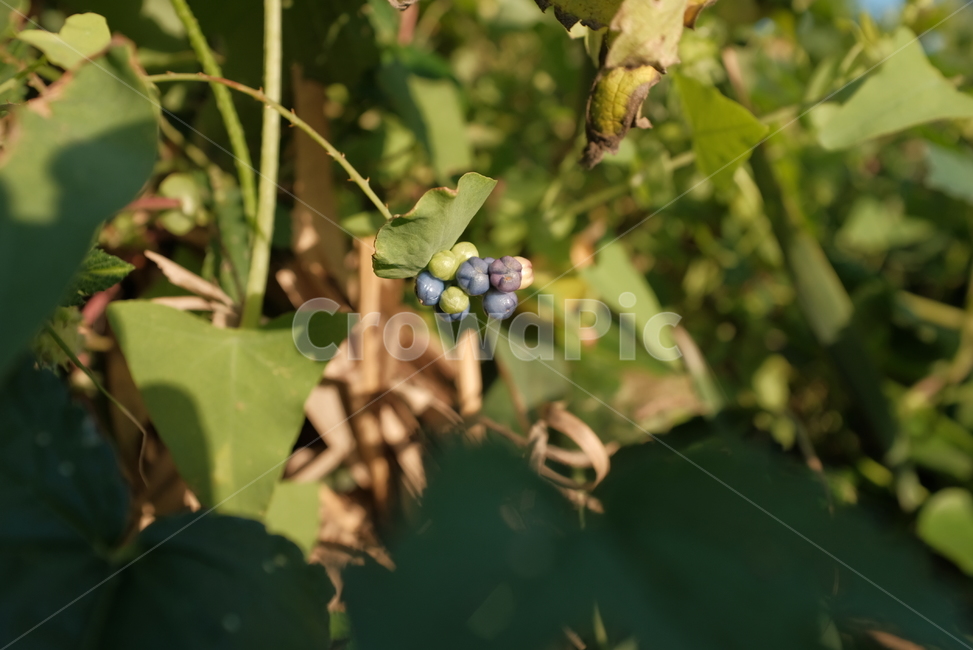 식물,풀,열매,잎,나뭇잎,식물,자연,plants,nature