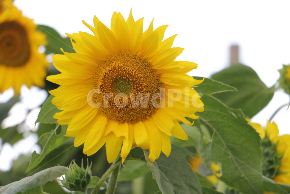 해바라기,꽃,flower,plant,식물,식물,자연,plants,nature,꽃,flower