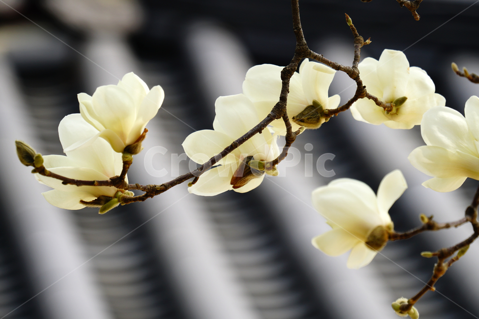 목련,봄꽃,한국자연,꽃,꽃사진,플라워,flower,봄,spring,식물,plants,자연,nature,풍경,landscape,계절,season,snap,스냅,접사,macro,closeup,클로즈업,감성사진,감성,힐링,healing,느낌,feel,feeling,꽃밭,화단,나무,나뭇가지,tree,꽃봉오리,4월,April,목련꽃,한옥,지붕,봄,계절,spring,season,식물,자연,plants,nature,꽃,flower,plant,petal,꽃잎,blossom