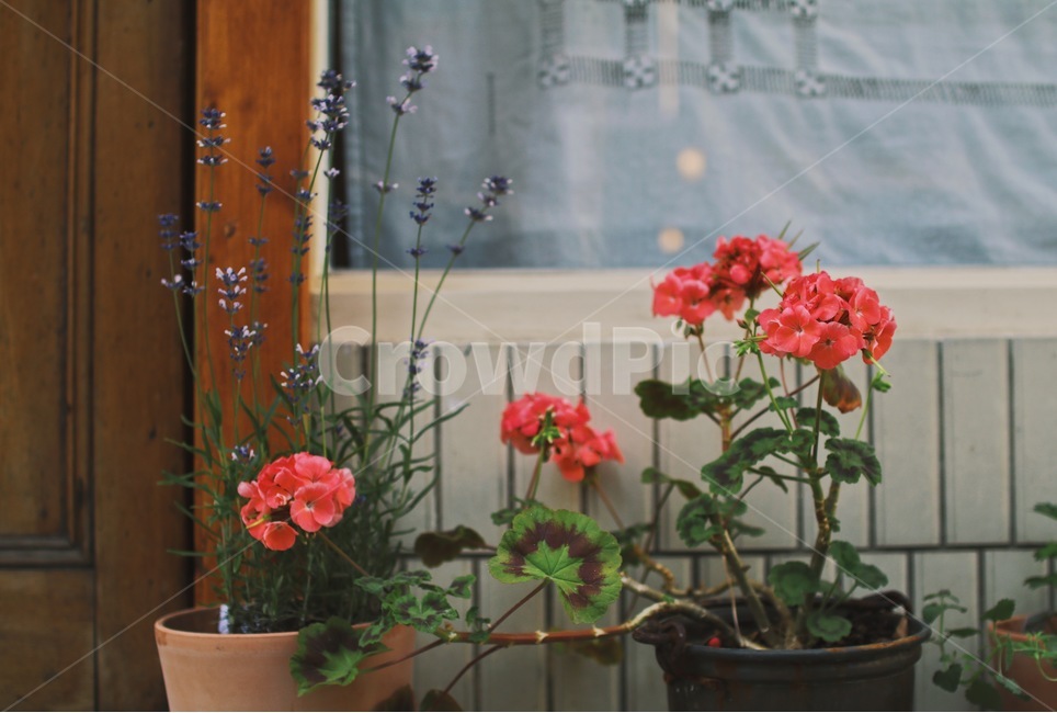 꽃,화분,감성사진,식물,골목,골목길,감성,여름,식물,자연,plants,nature,꽃,flower,감성,sensible,feeling