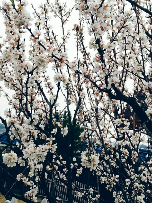 꽃,일상,배경,화이트,그리움,봄,계절,spring,season,식물,자연,plants,nature,꽃,flower,plant,blossom