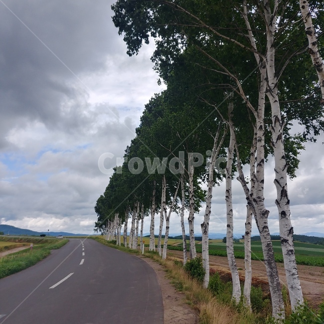 hokkaido,japan,trees,road,자작나무