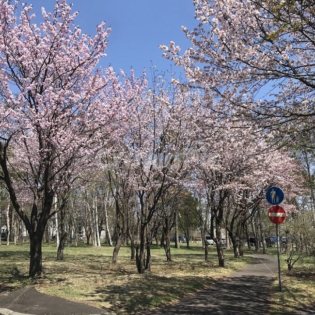 plant,식물,flower,blossom,꽃,벚꽃,공원,산책,봄,계절,spring,season
