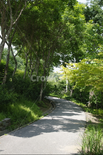 길,초록,나무,잎,식물,plant,계절,봄,spring,자연,풍경,nature,landscape,road,도로,asphalt,아스팔트