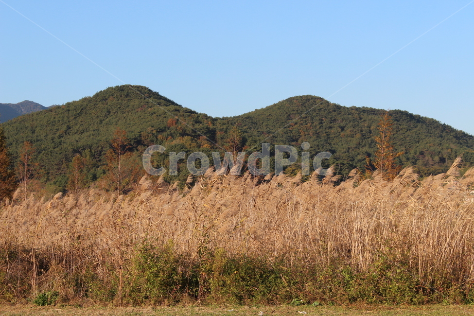 nature,자연,outdoors,옥외,countryside,hill,언덕,가을,억새,들꽃,가을,계절,fall,autumn,season,식물,자연,plants,nature
