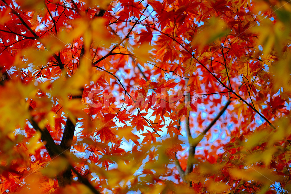 자연풍경,감성사진,단풍,가을,10월,가을,계절,fall,autumn,season,식물,자연,plants,nature,leaf,잎,plant,tree,나무,maple