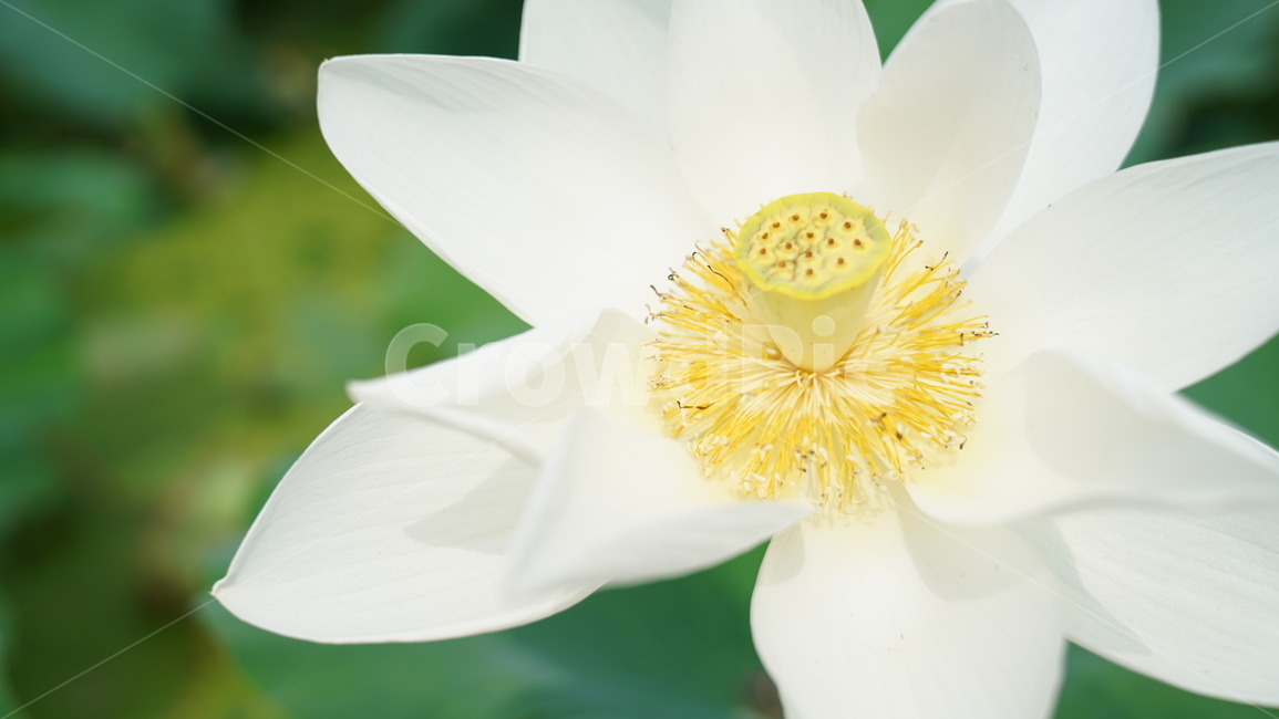 꽃,자연,연꽃,식물,계절,바탕화면,접사,nature,flower