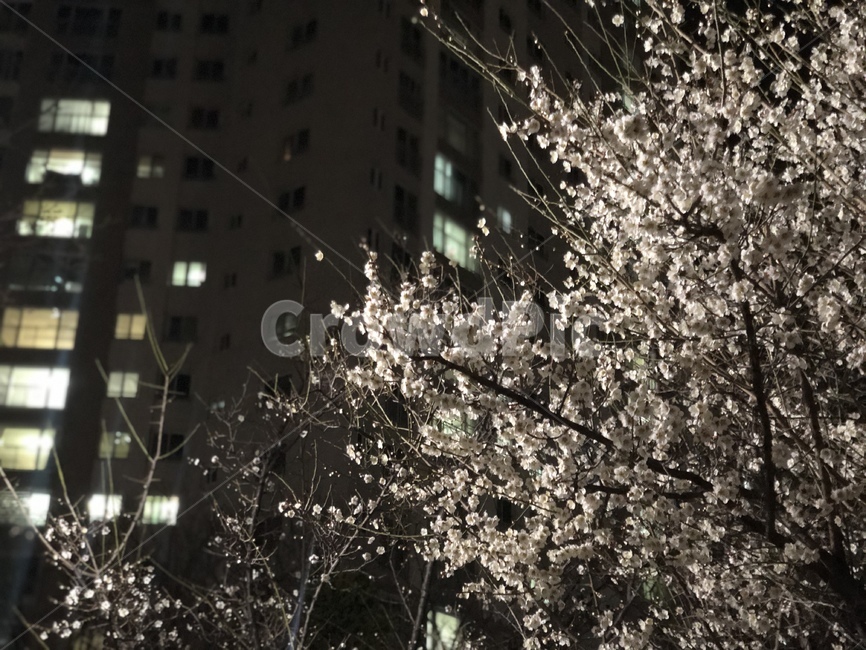 봄,벚꽃,봄밤,사쿠라,꽃,flower,plant,식물,cherryblossoms,밤,저녁