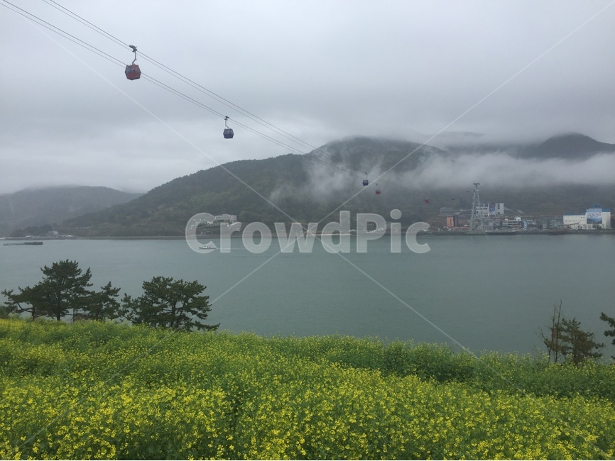 해상케이블,안개,유채꽃,남해,남해안,자연,풍경,nature,landscape,한국자연풍경,한국자연경관,korea nature landscape