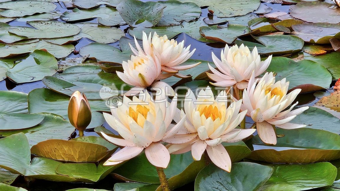 연꽃,연꽃단지,수련,꽃,식물,lotus,lotuscolony,waterlily,flower,plant
