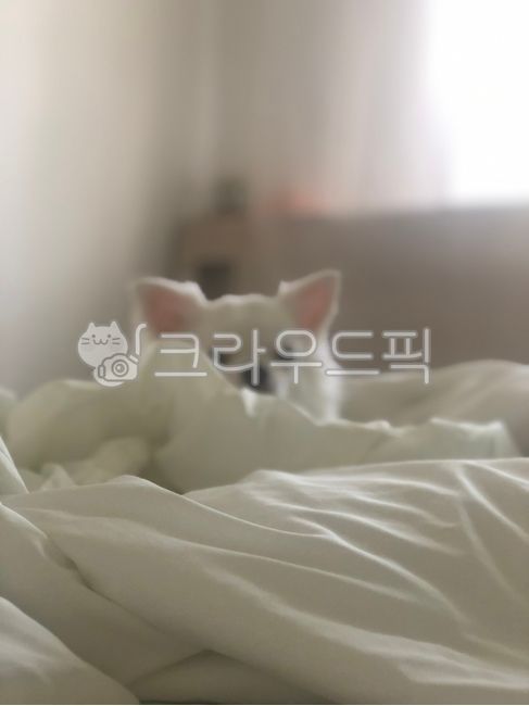 bed,chihuahua,bedding,puppy,pet dog,pet,interior