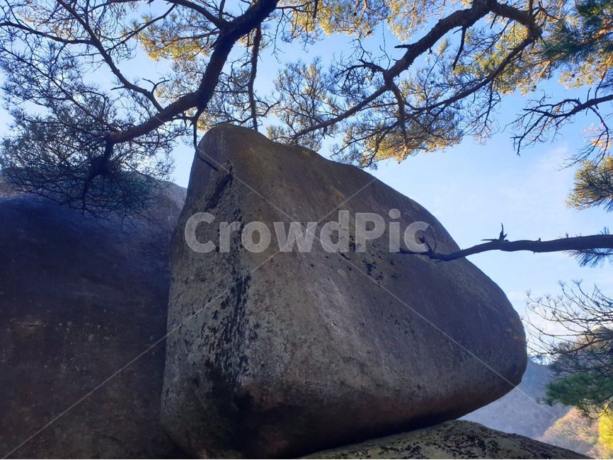 나무,plant,식물,treetrunk,tree,바위,돌,자연