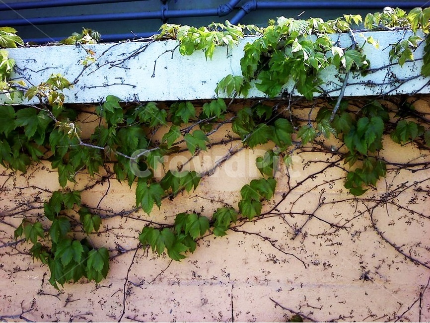 덩굴,벽,일상,주변,자연,잎사귀,식물,식물,자연,plants,nature