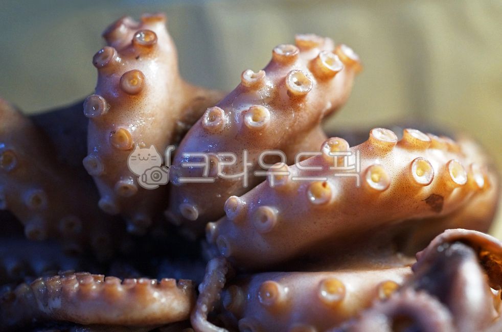 seafood,Poached octopus,octopus,stone octopus,ingredients,octopus sashimi,boiled octopus,cooking