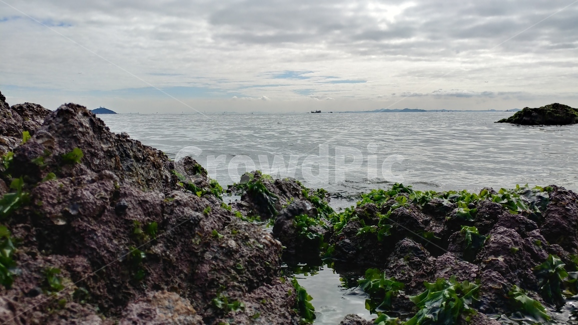 바다,하늘,자연,인천,무의도,자연,풍경,nature,landscape,plant,식물,algae,조류
