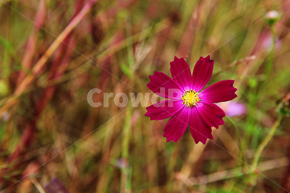 코스모스,꽃,꽃잎,가을꽃,가을,공원,잎,꽃밭,자연,식물,가을,계절,fall,autumn,season,식물,자연,plants,nature,꽃,flower,plant,petal,blossom