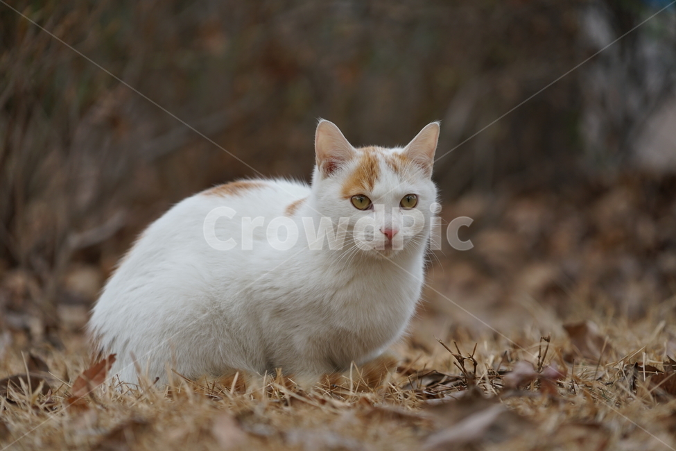 cat,animal,고양이,길냥이,동물,포유류,동물,animal,포유류,mammal,고양이,cat,kitten,kitty