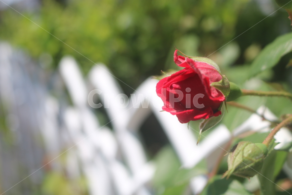장미,꽃,꽃봉오리,빨간꽃,rose,깔끔한,담장,풀,로즈,화단,화창한,낮