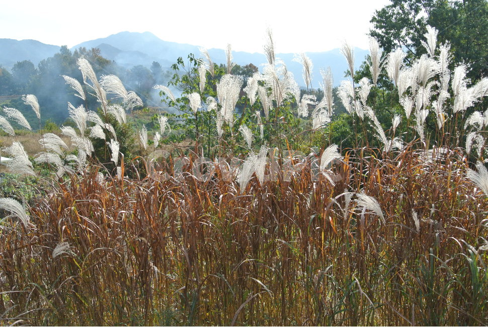 식물,갈대,풍경,plant,가을갈대,식물,자연,plants,nature