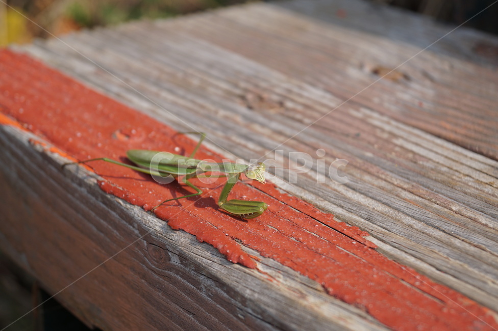사마귀,곤충,벌레,자연,접사,생태,생태계,환경,mantis,nature,동물,animal,insectbug,동물,animal,곤충,벌레,insect,bug