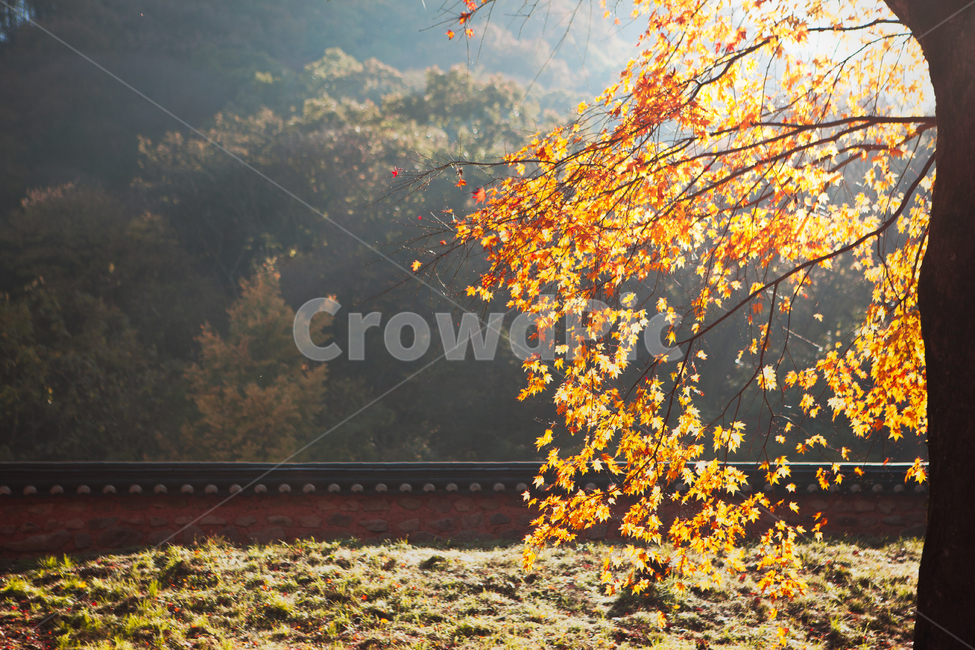 가을,단풍,가을단풍,백양사,빛내림,아침,새벽,오전,햇빛,햇볕,아침빛,나뭇잎,한옥,절,담장,담,담벼락,나무가지,노랑,노랑색,노란색,숲,낙옆,단풍시즌,단풍색,가을빛,만추,가을색,화려한,풍경,자연,단풍잎,배경,추색,autumn,plant,식물,leaf,잎,tree,나무,wall,기와,light,sunshine,sunlight,가을,계절,fall,autumn,season