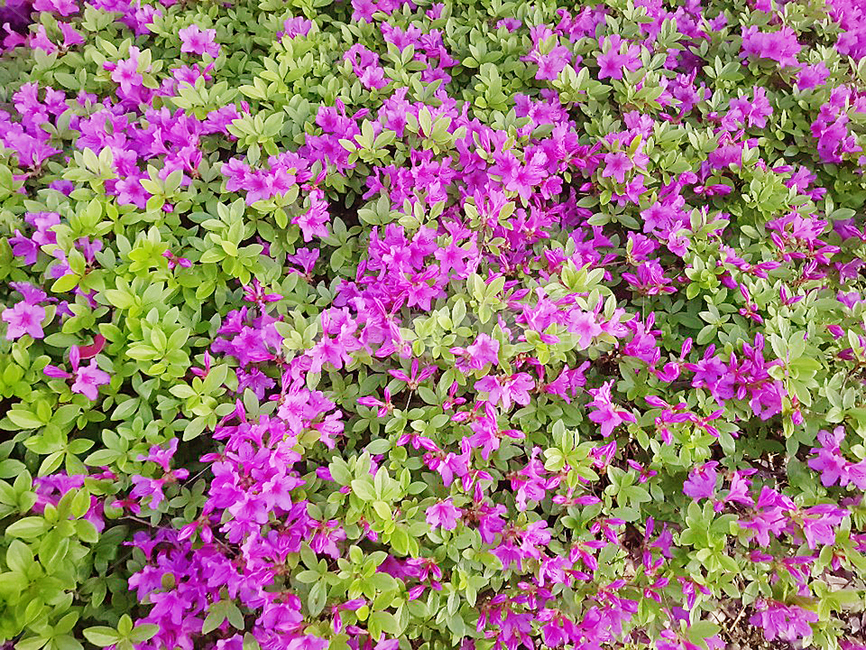 꽃,진달래꽃,식물,자연,진달래,분홍색,보라색,plants,nature,flower,봄,야외,정원,공원,나무,들꽃,나들이,소풍,계절,spring,꽃잎,분홍색꽃,보라색꽃