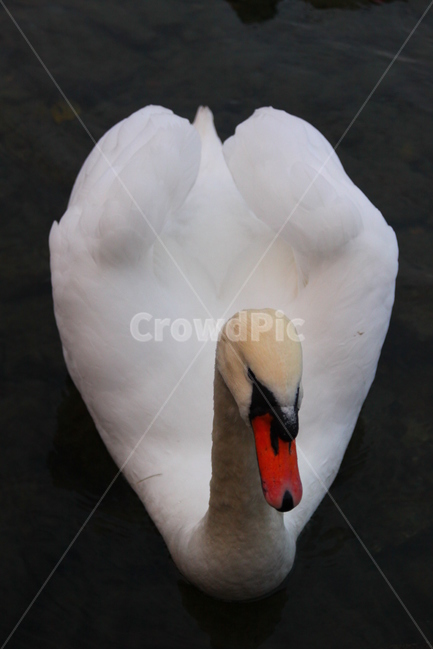 백조,호숫가,호수,swan,백조등,동물,animal,조류,새,birds