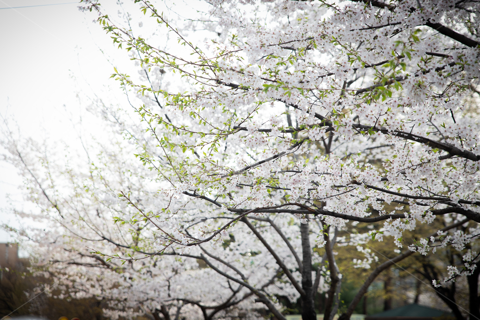 봄,spring,벗꽃,cherrytree,서울,korea,송파,봄,계절,spring,season,plant,식물,flower,꽃,blossom