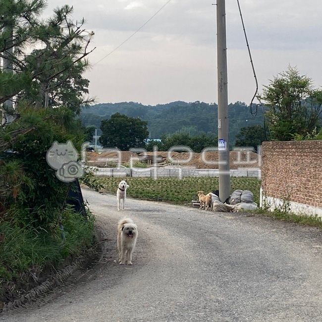 강아지,시골,시골길,시골풍경,댕댕이,전봇대,좁은길